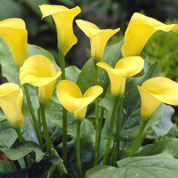 Calla 'Jaune'